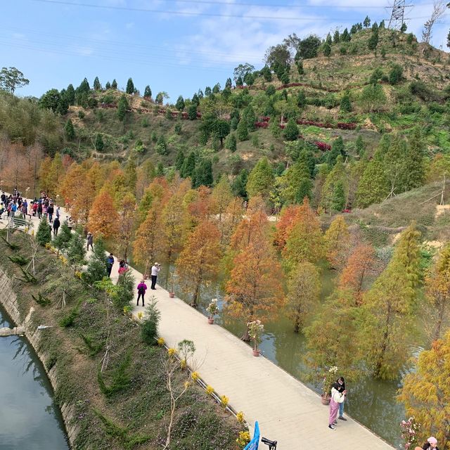 苗栗～三灣落羽松莊園