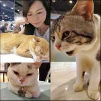 【觀塘工廈中發現有貓貓🐱Cafe】