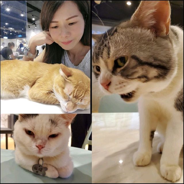 【觀塘工廈中發現有貓貓🐱Cafe】