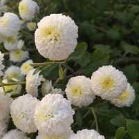《苗栗》銅鑼鄉 杭菊花季～