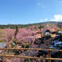 บ้านร่องกล้า