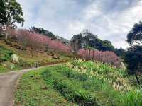 【桃園】復興景點-悠然秘境小屋賞櫻