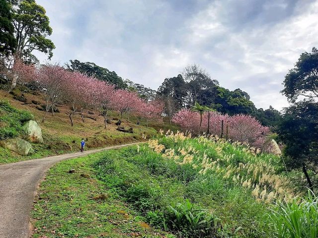 【桃園】復興景點-悠然秘境小屋賞櫻
