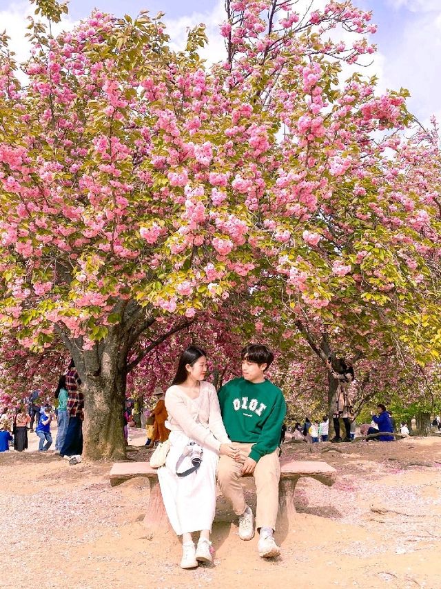 경주 겹벚꽃 명소 