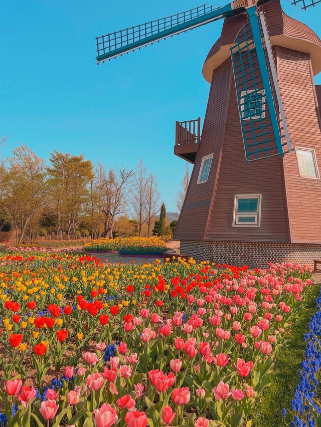 여기는 네덜란드🌷