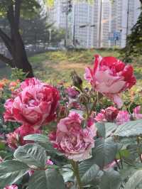 중랑천, 서울장미축제🌹