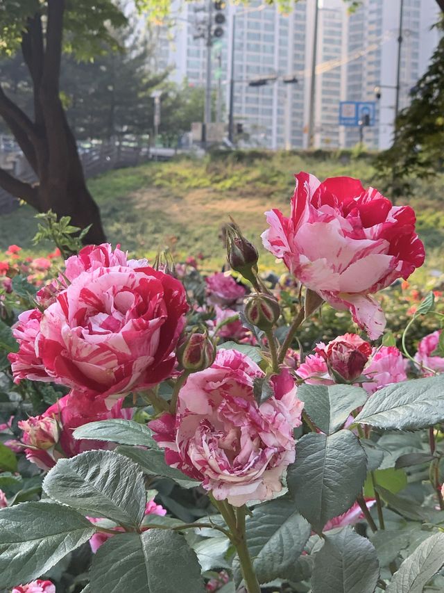 중랑천, 서울장미축제🌹