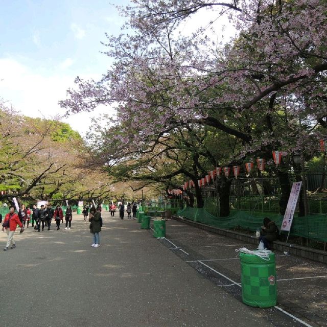 賞櫻熱點🌸🌸🌸