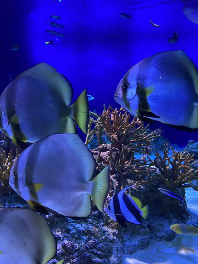 江ノ島　暑い夏に涼しいデートを🐟💓【新江ノ島水族館】