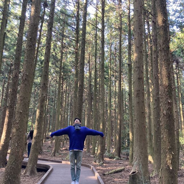 제주도 피톤치트 명소_사려니숲길