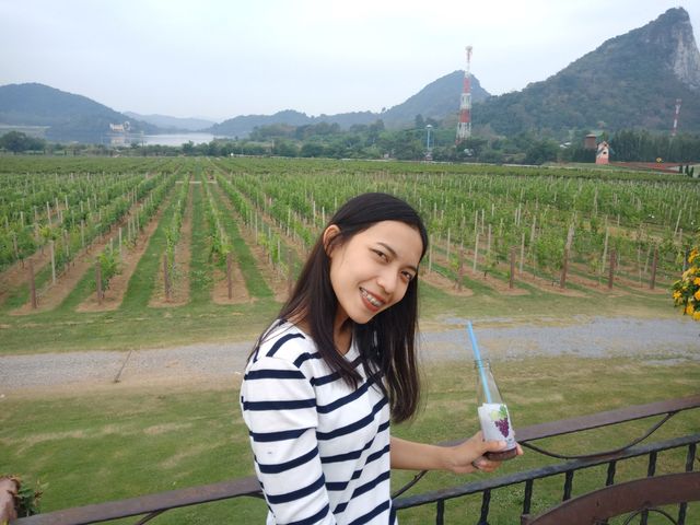 🌳 "ไร่องุ่นซิลเวอร์เลค" (Silverlake) 🌳