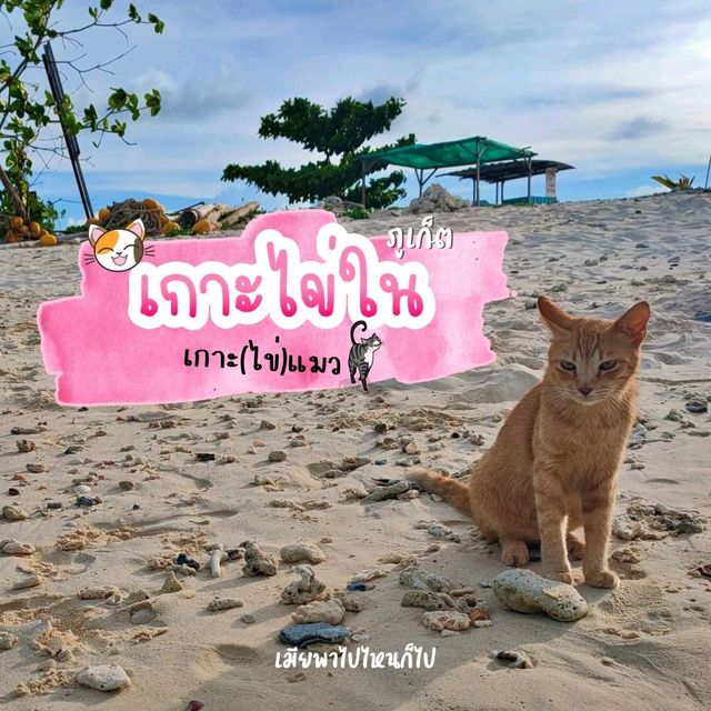 เกาะไข่ใน เกาะแมว สวรรค์ของเหล่าทาสแมว