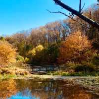 Beautiful park to watch autumn ending