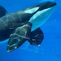 Sea World 海洋世界 