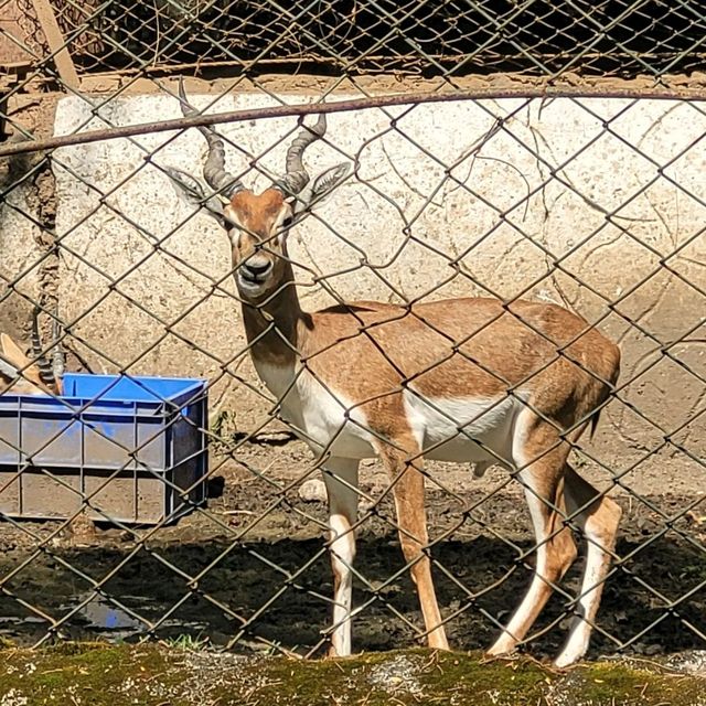 Indore zoo worth one day trip