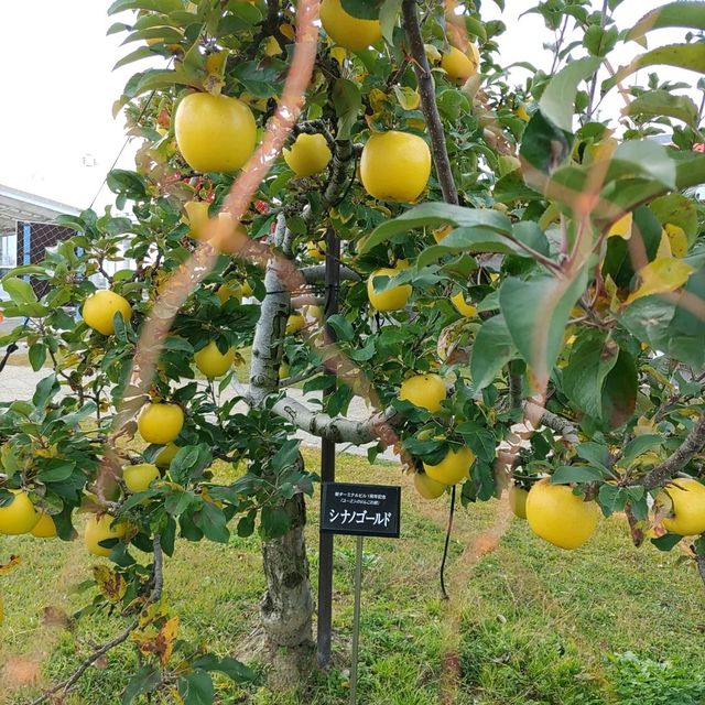 岩手県！花巻空港の紹介～秋～