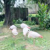 逛動物園也能很chill 新竹市立動物園 周邊市集不要錯過