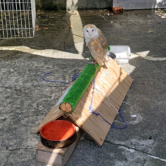 日本和歌山城公園動物園