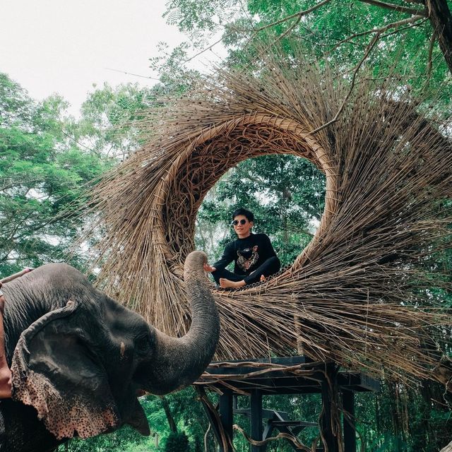 มองช้างคาเฟ่ สไตล์ซาฟารีคาเฟ่ อยู่พัทยานี่เอง