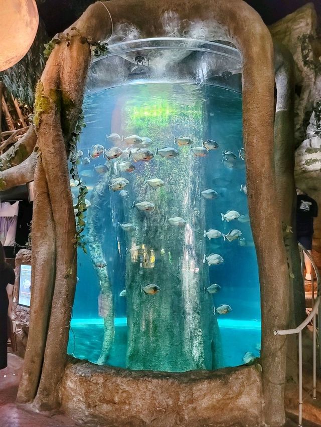 어른들도 신나는 바다속나라🐳아쿠아플라넷 여수🐠
