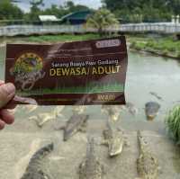 Good place to watch crocodile in live