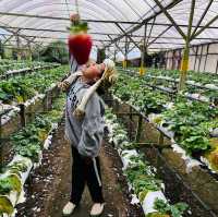 The best strawberry farm in Cameron Highland