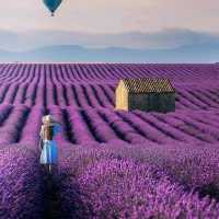 LAVENDER FIELDS