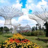 CELOSIA FLOWER PARK