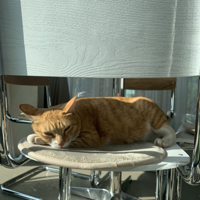 [🇰🇷, 김해] 귀여운 고양이를 만날 수 있는 핫한 카페, 은율당 😺