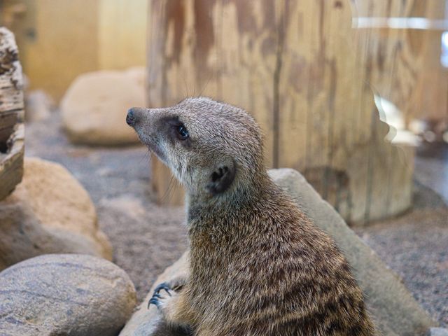 【北海道】雪の動物王国:円山動物園