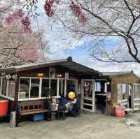 【台灣桃園 光明農場馬告磚窯雞】 櫻花樹下的烤雞名店