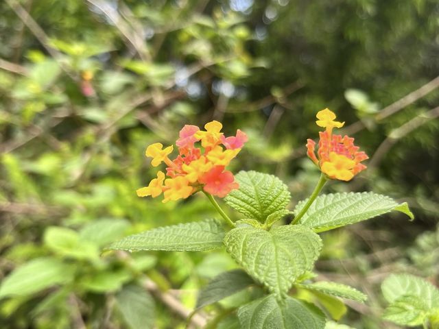 籮箕灣