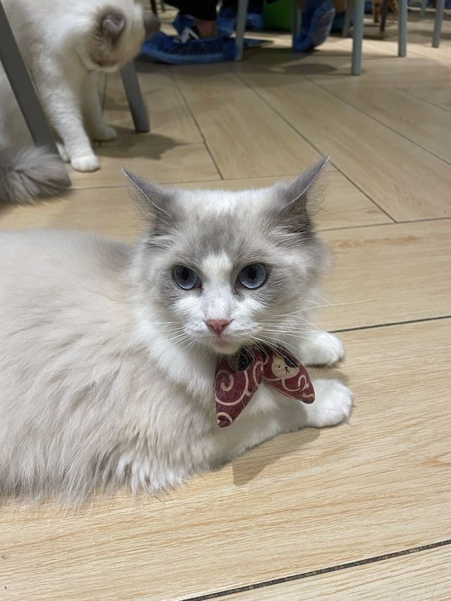 Urban cafe 觀塘去特色貓cafe