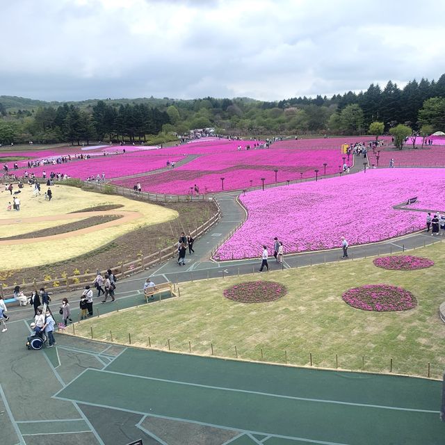 一面の芝桜