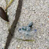 Shells and tiny creatures on shore