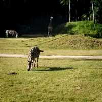 Conservation and A Zoo All In One