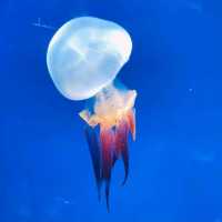 【新江ノ島水族館】神奈川県/江ノ島