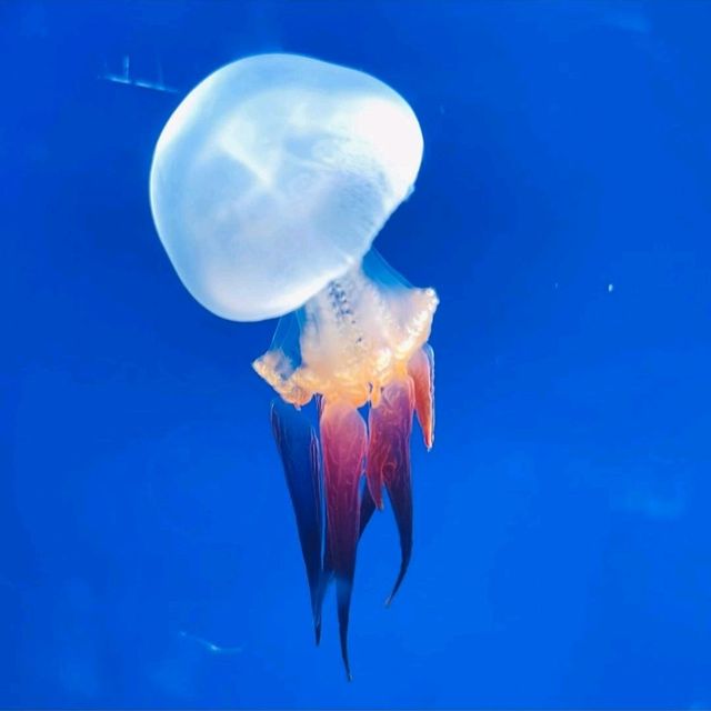 【新江ノ島水族館】神奈川県/江ノ島