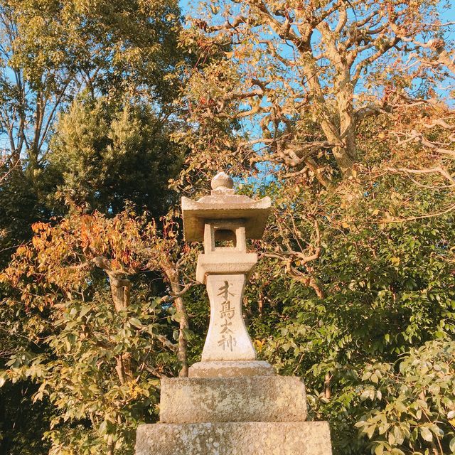 【日本 京都】木嶋神社 超稀有三柱鳥居！！