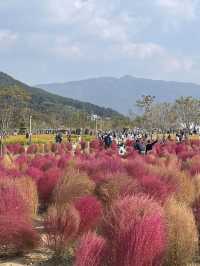[경남/양산]국화축제에 댑싸리까지 볼 수 있는 가을의 핫플❣️