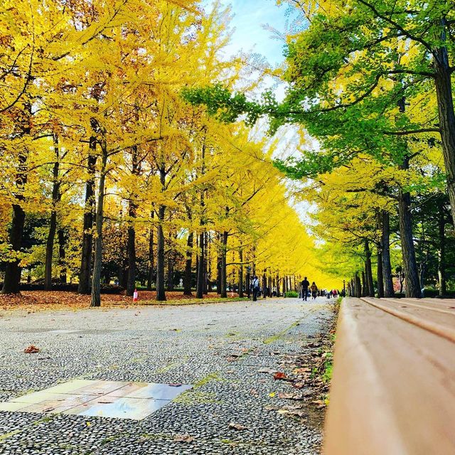 【天童】いちょうの木がいっぱい“山形総合運動公園”