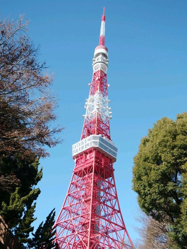 東京鐵塔下片片紅葉