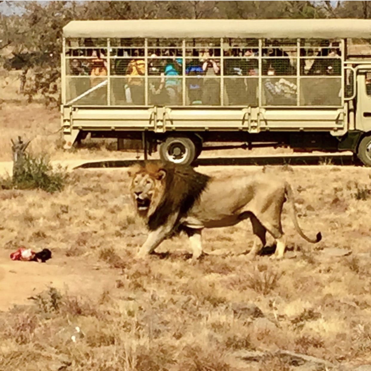 Lion & Safari Park