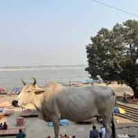 VARANASI THE MAGIC CITY