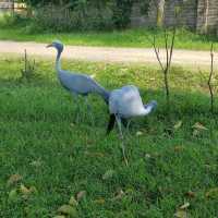 Swan Lake Animal Base, Haikou