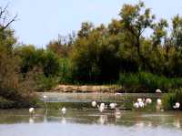 聯合國生物圈保護區法國卡瑪格地區自然公園