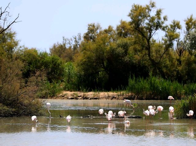 聯合國生物圈保護區法國卡瑪格地區自然公園