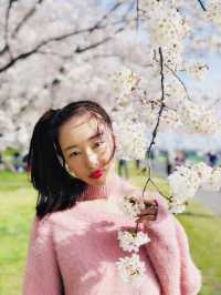 Cherry blossom season is coming again, I really want to go and see the Tamagawa River of the past.