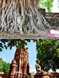 The tree embracing Buddha's head, one of the seven wonders of Thailand.