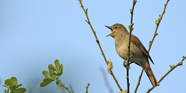 Birds and a Brew, Brilliant Birds of Berkshire - Nature Discovery Centre, Friday 29 August | Nature Discovery Centre